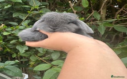 Mini Lop rabbits for sale: STUNNING mini lop babies  - Image 7
