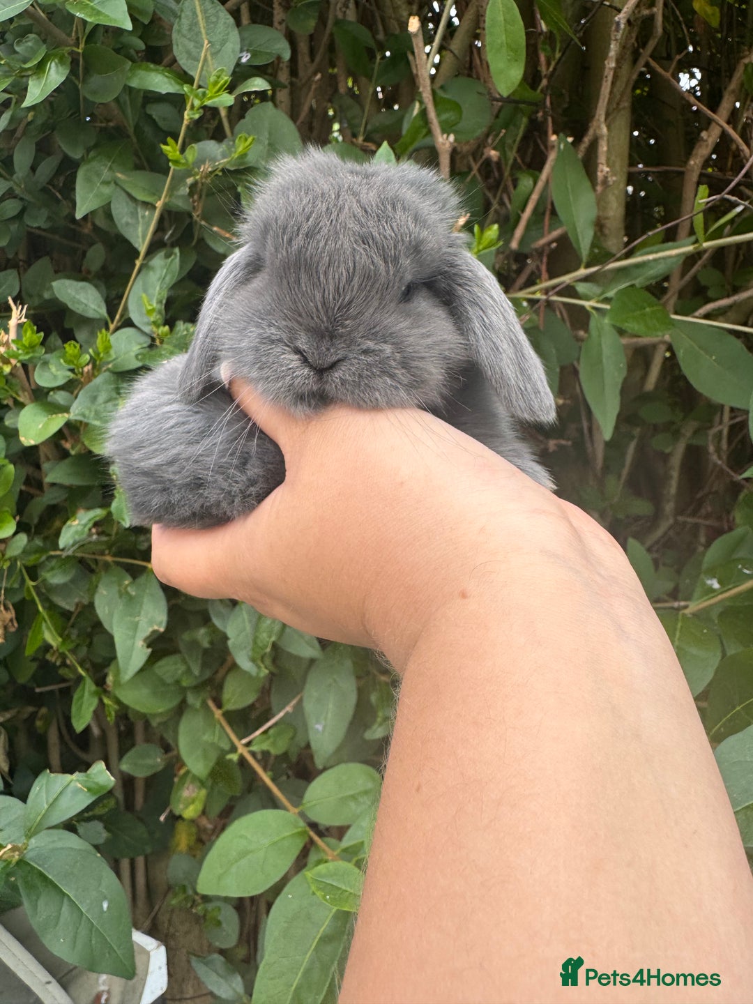 Mini Lop rabbits for sale: STUNNING mini lop babies  - Image 7