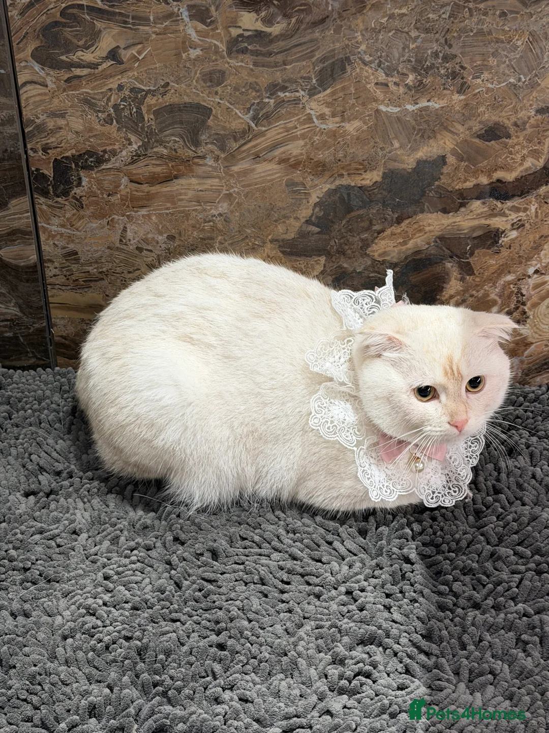 Scottish Fold cats for sale: Scottish Fold Ponzu  - Advert 2