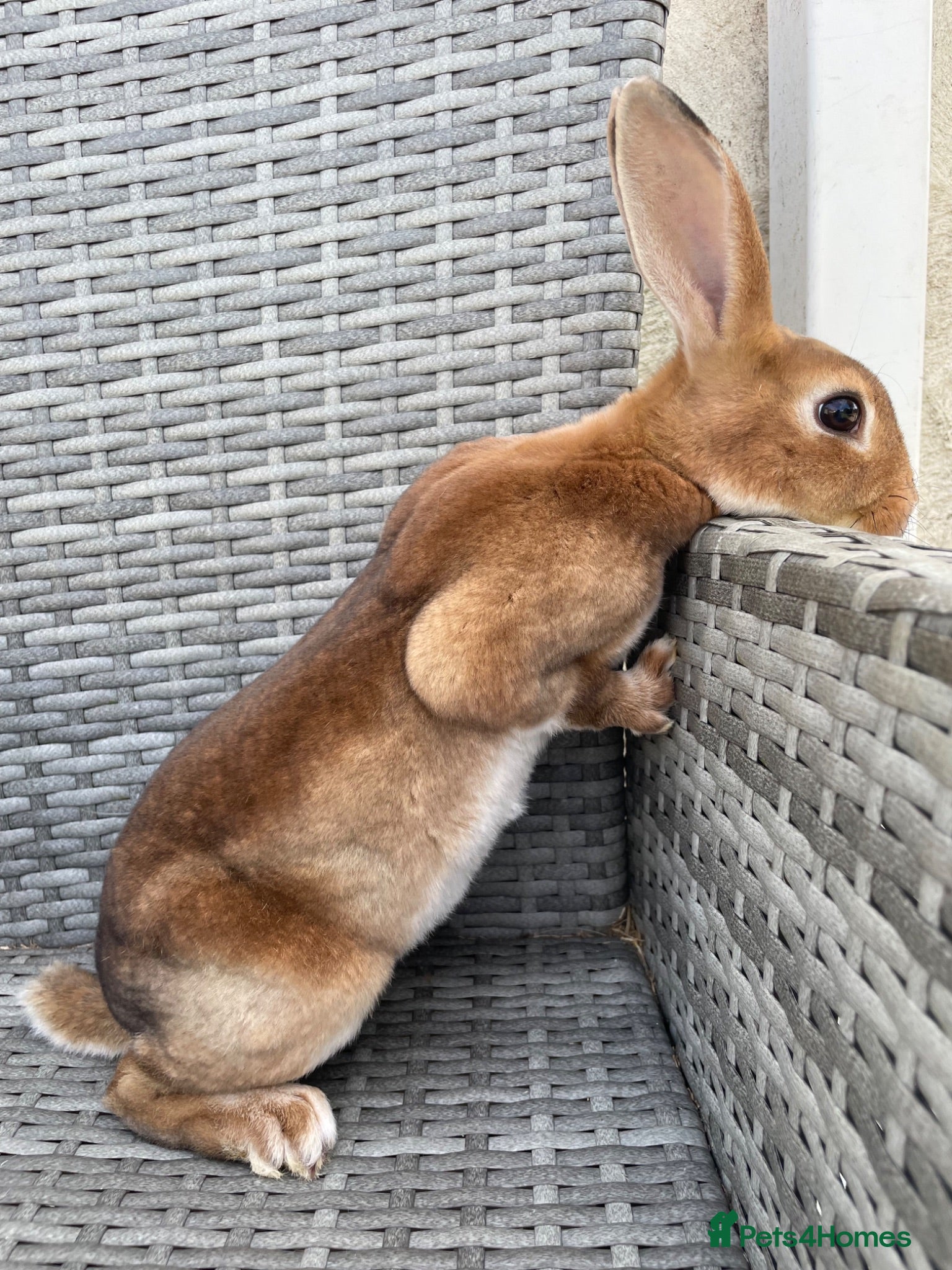 Rex rabbits Pure bred mini Rex 🐰  - Advert 5