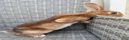 Rex rabbits for sale: Pure bred mini Rex 🐰  - Advert 4