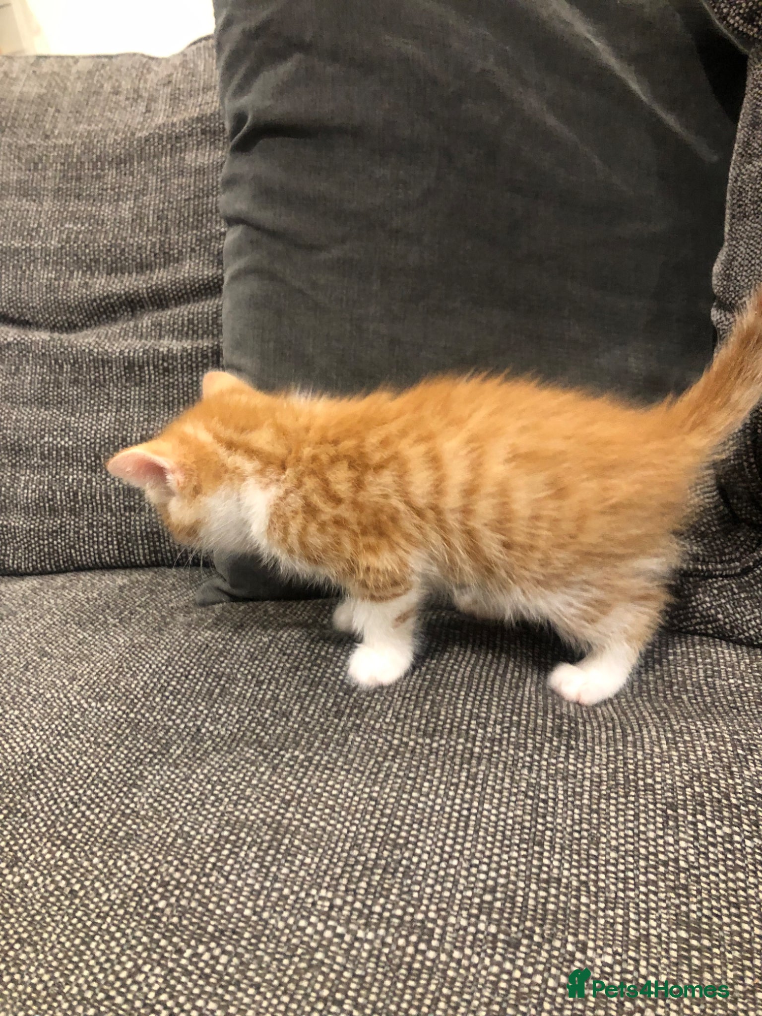 Bengal cats for sale: Bengal cross male kittens  - Advert 3