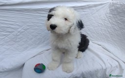 Old English Sheepdog dogs for sale: OLD ENGLISH SHEEPDOG PUPPIES BORN 24 MARCH KC REG - Image 5