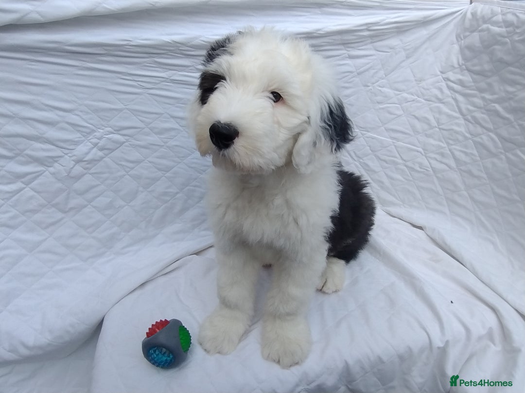 Old English Sheepdog dogs for sale: OLD ENGLISH SHEEPDOG PUPPIES BORN 24 MARCH KC REG - Image 5