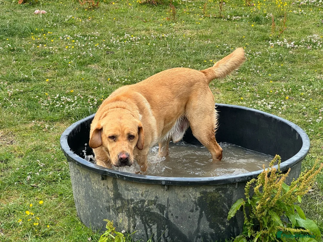 Labrador Retriever dogs for stud: KC REGISTERED LABRADOR STUD  in Worcester - Advert 2