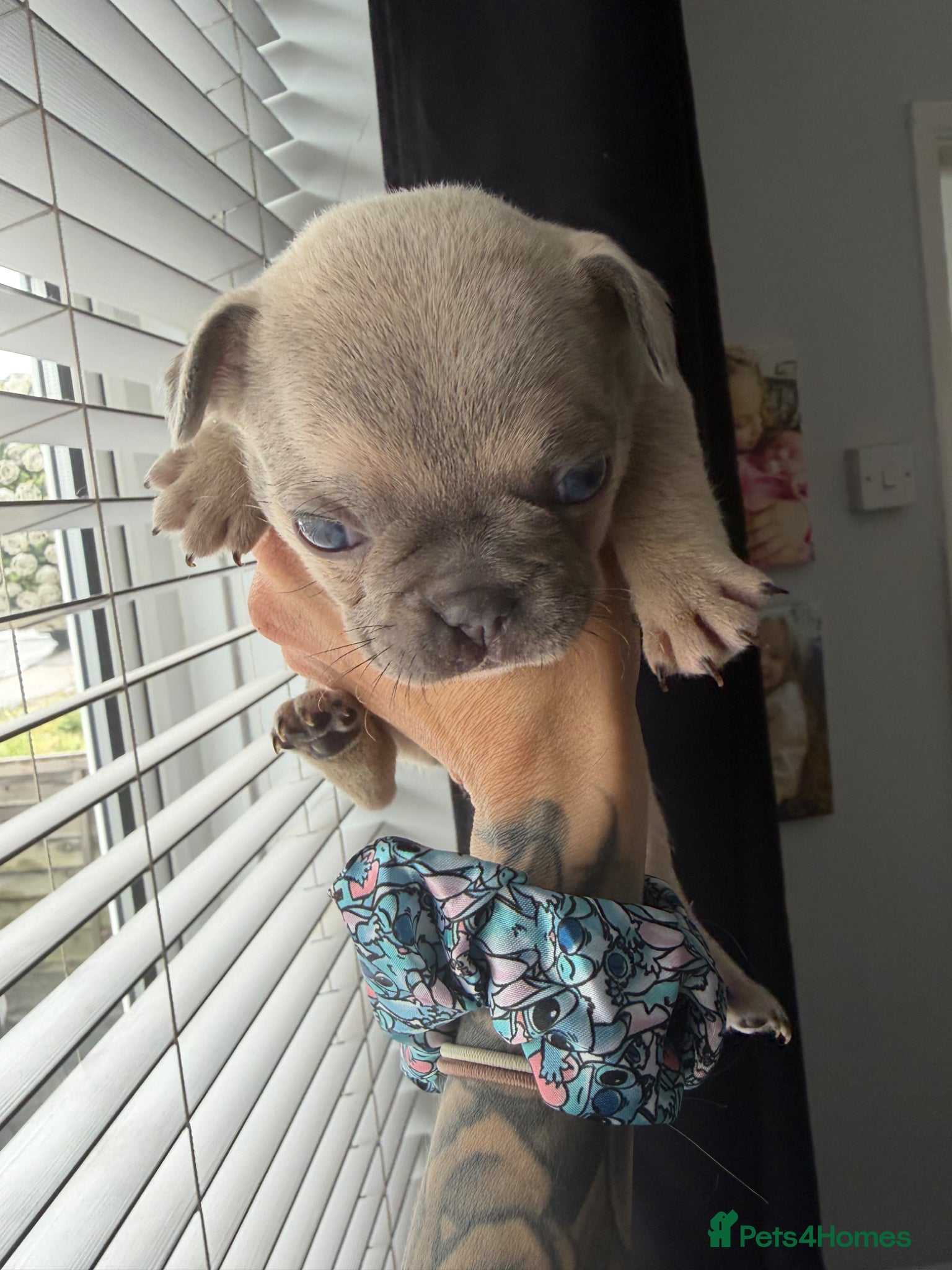 French Bulldog dogs for sale: 🐾 French Bulldog Puppies Available 🐾 in South Ockendon - Advert 3