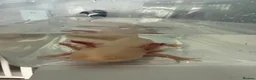 Angelfish fish for sale: Axolotyl in Leeds - Advert 2
