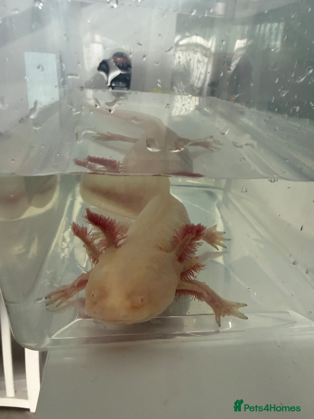 Angelfish fish for sale: Axolotyl in Leeds - Advert 2