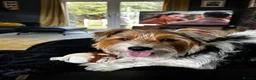 Mixed Breed dogs for adoption: 🐾🍪 COOKIE 🍪🐾 - A small boy for a Loving Home in Wisbech - Advert 5