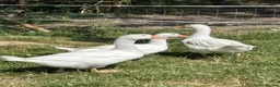 Geese poultry for sale: 3 gosling unsexed  - Advert 3