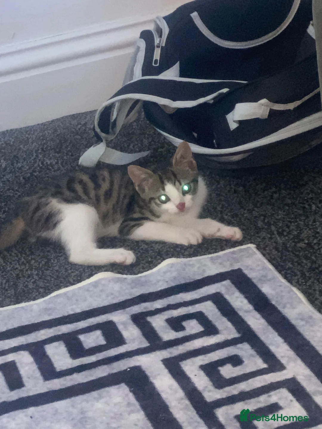 Mixed Breed cats for sale: little female tortoise shell kitten - Advert 9