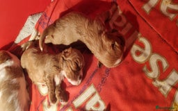 Cavalier King Charles Spaniel dogs for sale: Cavaliers King Charles spaniels - Image 15