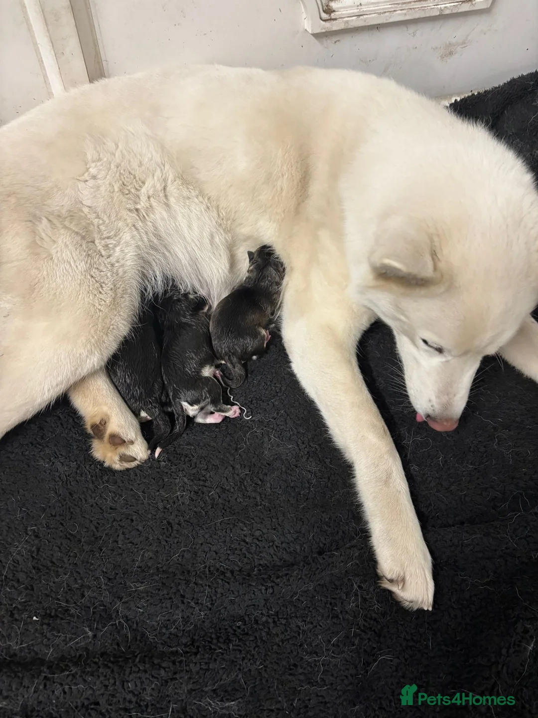 Siberian Husky dogs for stud: 🐺Lucky🐺 in Birmingham - Advert 21