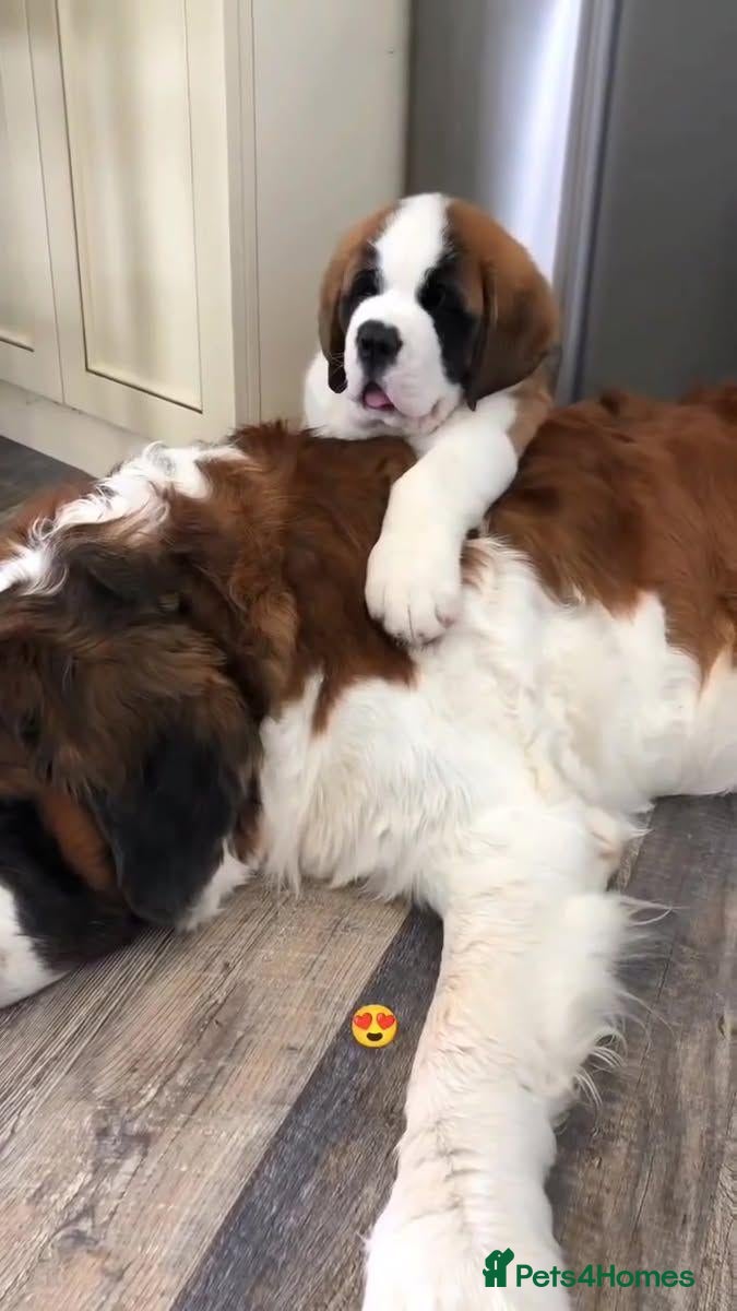 Saint Bernard dogs Classic healthy saint Bernard puppies ready now.. - Advert 6