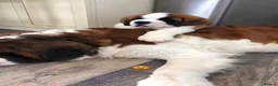 Saint Bernard dogs for sale: Classic healthy saint Bernard puppies ready now.. in Bath - Advert 1