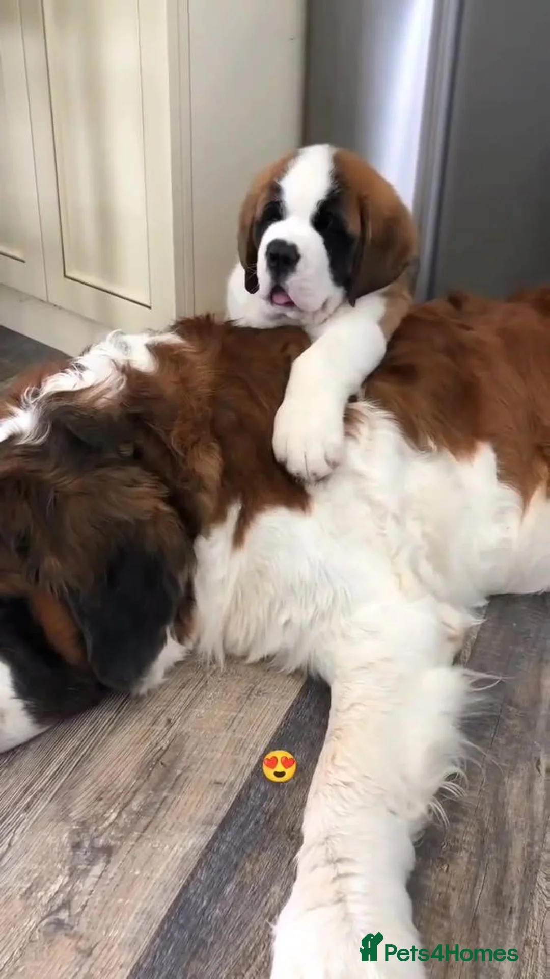 Saint Bernard dogs for sale: Classic healthy saint Bernard puppies ready now.. in Bath - Advert 1