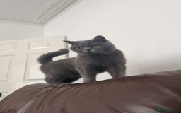 British Shorthair cats for sale: British short hair  - Image 3