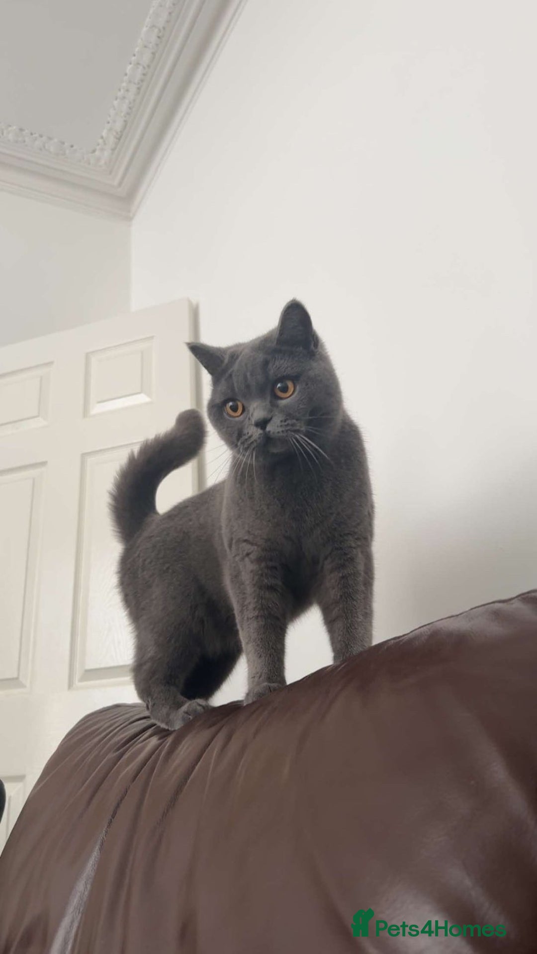 British Shorthair cats for sale: British short hair  - Image 3