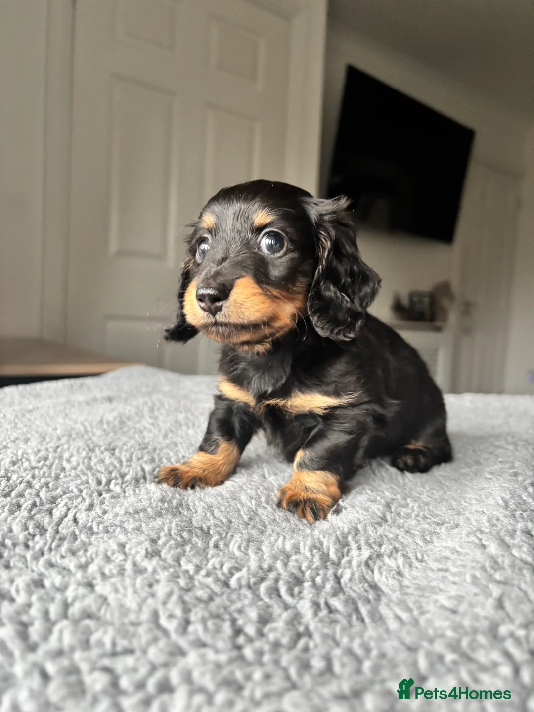 Dachshund dogs for sale: LAST BOY KC LONGHAIRED MINIATURE DACHSHUND - Advert 6