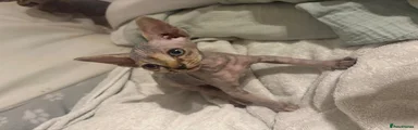 Sphynx 1