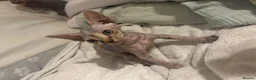 Sphynx cats for sale: Beautiful Stripy Sphynx kittens - Advert 4