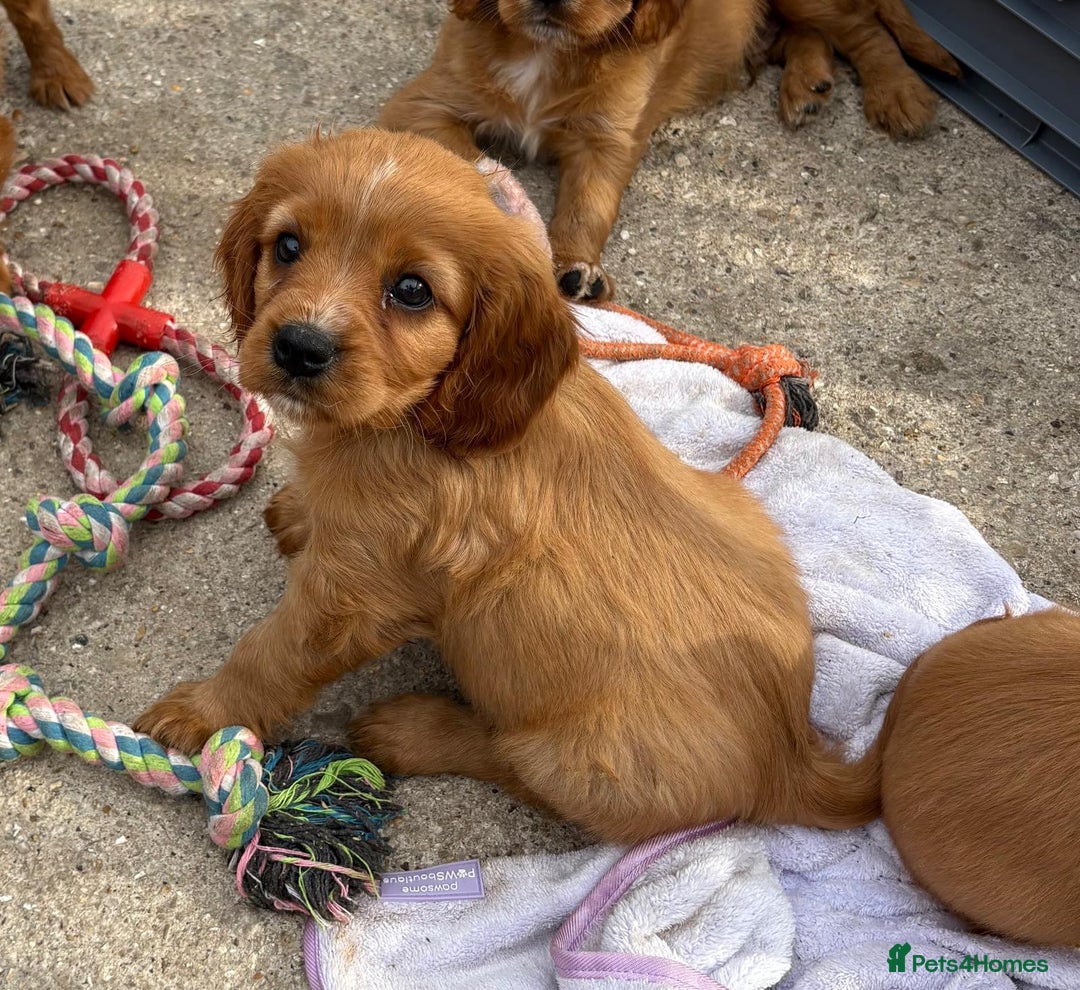 Cockalier dogs for sale: Gorgeous Cockalier Puppies… - Image 19