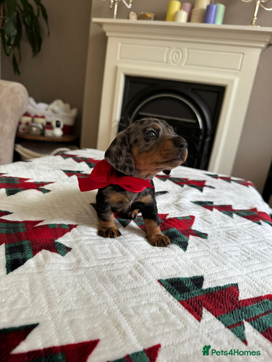 Miniature Dachshund dogs for sale: Miniature Dachshund puppies. Readying Soon! - Image 24