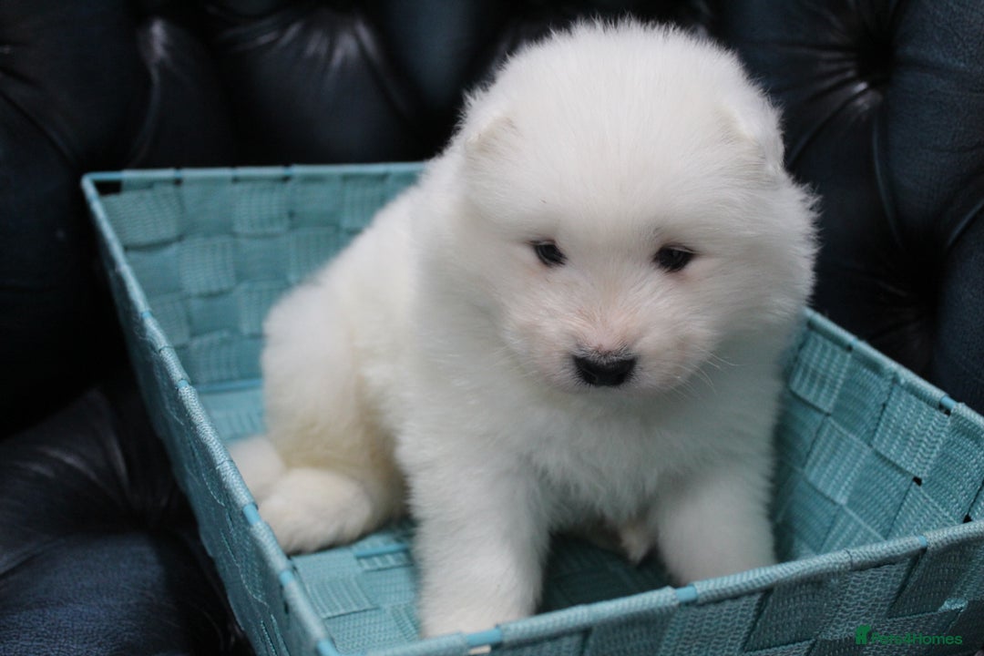 Samoyed dogs for sale: Bundle of joy and fluff - Image 10