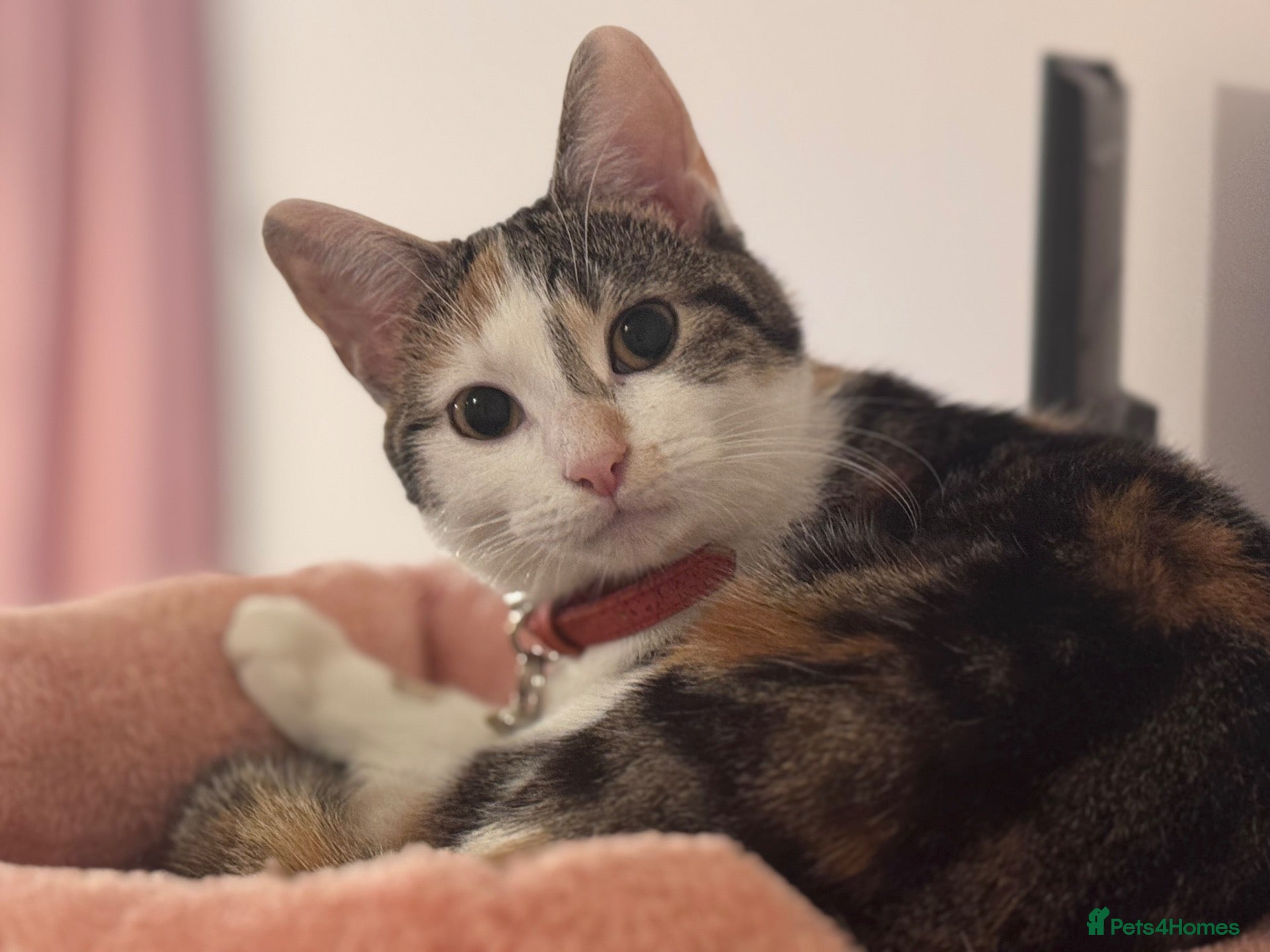 American Shorthair cats Two calico female kittens.  - Advert 1