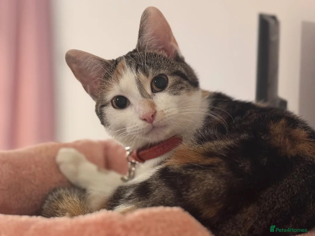 American Shorthair cats for sale: Two calico female kittens.  in London - Advert 1