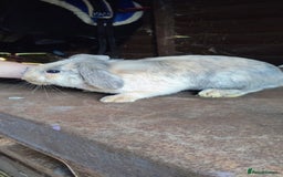 Mini Lop rabbits for sale: Mini lop *PLEASE READ* - Image 10