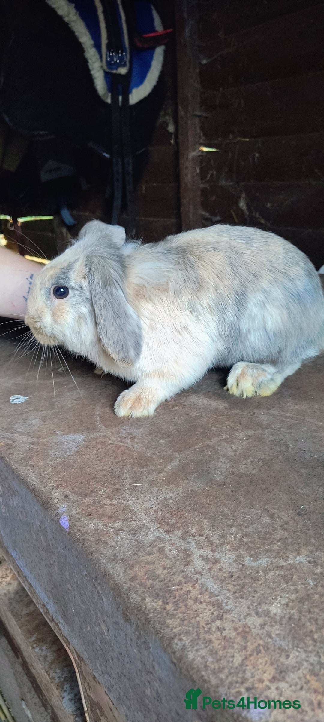 Mini Lop rabbits for sale: Mini lop *PLEASE READ* - Image 10