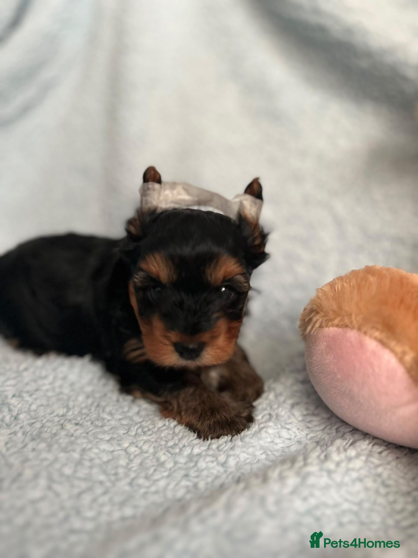 Yorkshire Terrier dogs Cute little Yorkshire terrier  - Advert 8