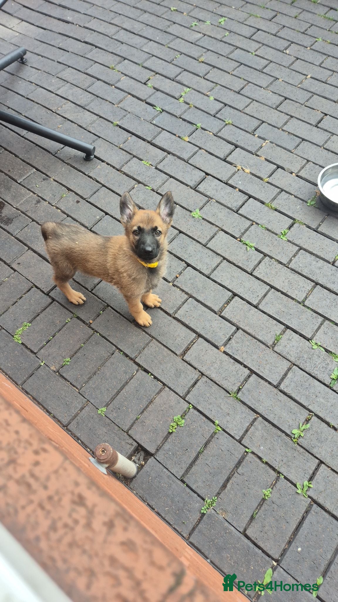 German Shepherd dogs Male German shepherd pup ready to leave - Advert 1