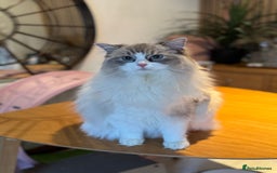 Ragdoll cats for sale: Ragdoll adult  Tica  - Image 15