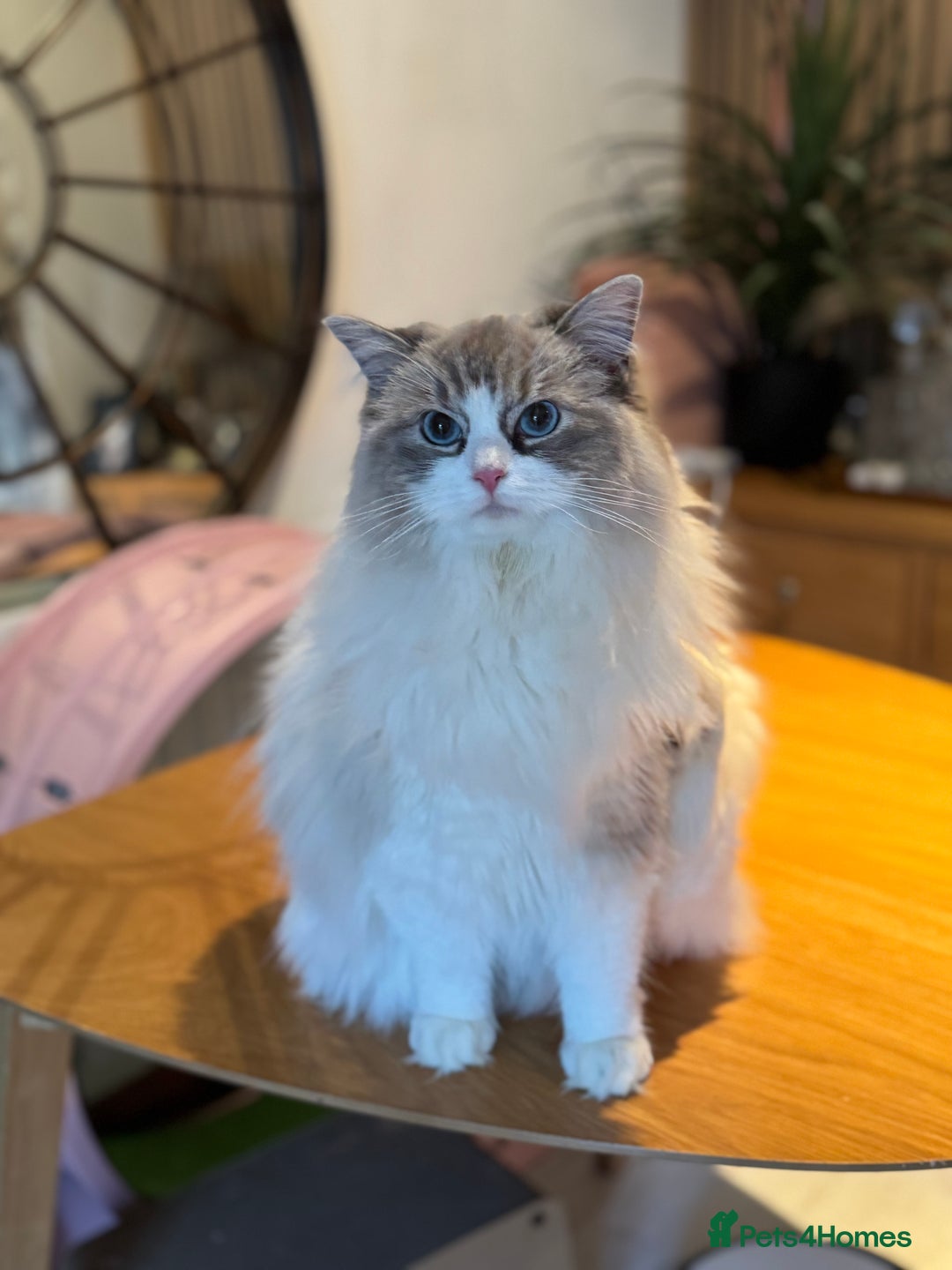 Ragdoll cats for sale: Ragdoll adult  Tica  - Image 15