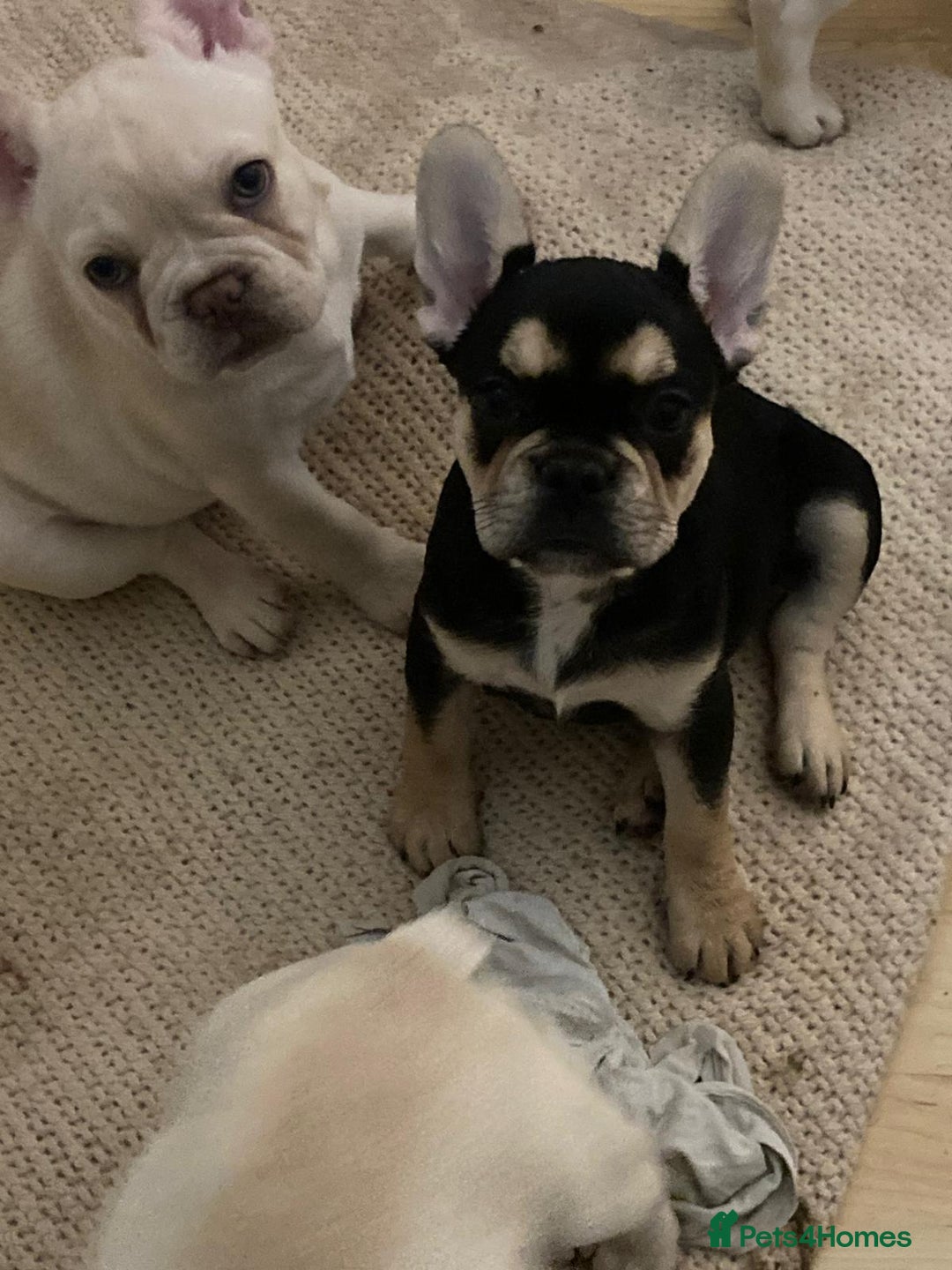 French Bulldog dogs for sale: 5 beautiful French bulldog puppies  - Advert 13