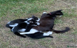 Mixed Breed cats for sale: Three kittens  - Image 19
