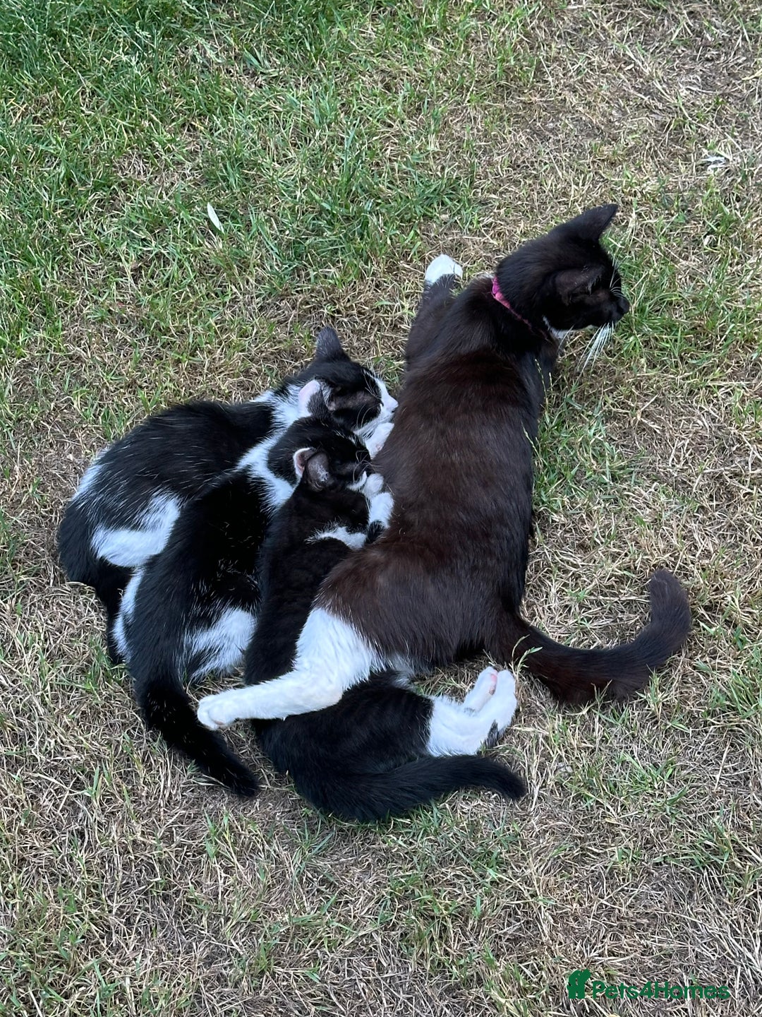 Mixed Breed cats for sale: Three kittens  - Image 19