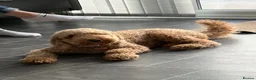 Cockapoo dogs for sale: Peppa in Sittingbourne - Advert 6