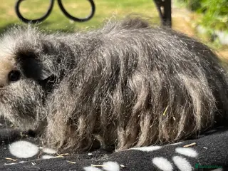 Guinea Pig rodents Guniea pigs. - Advert 7