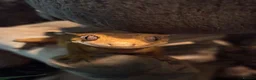 Gecko reptiles for sale: Female Crested Gecko for sale  - Advert 4