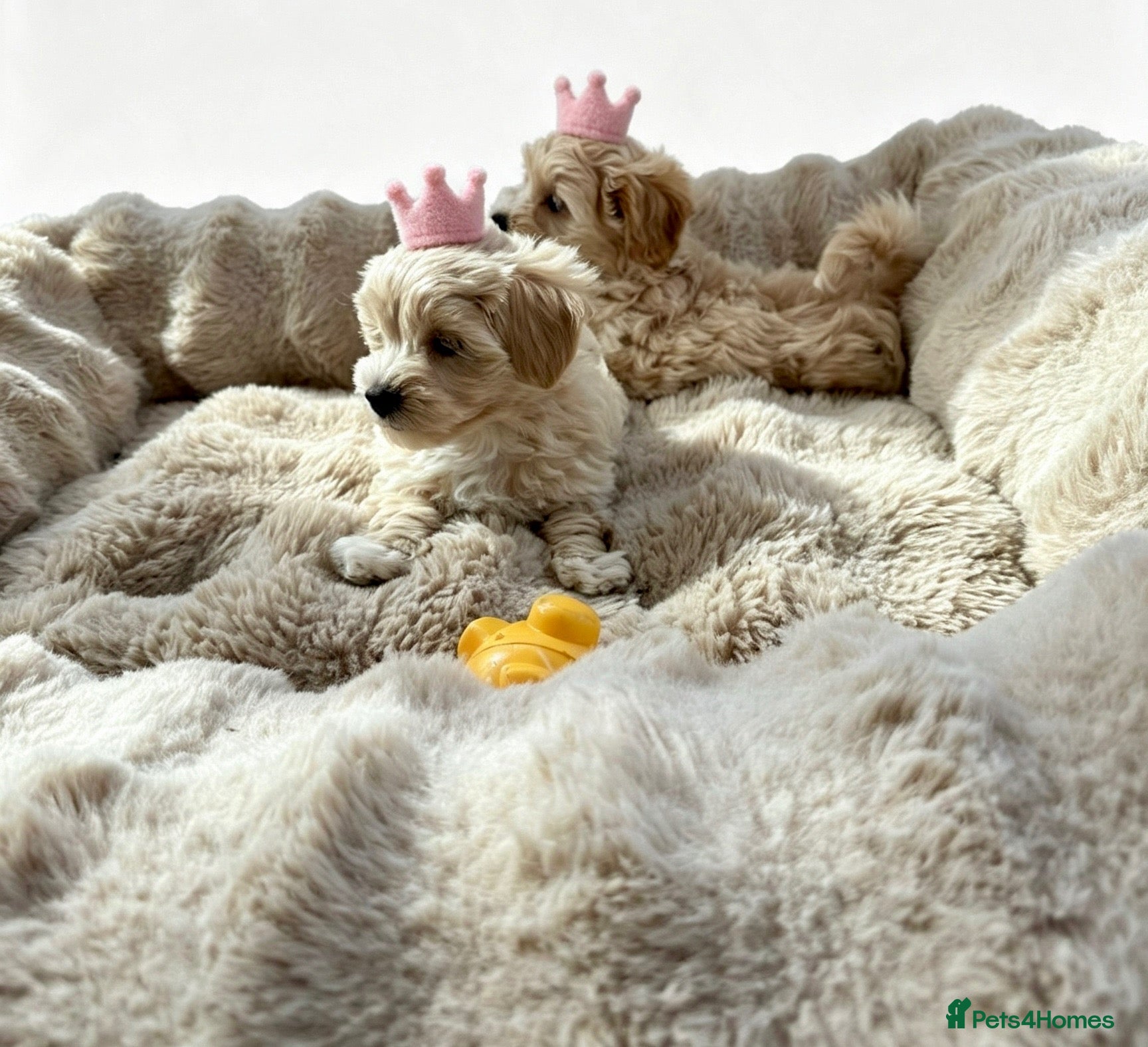 Maltipoo dogs Maltipoo puppys  - Advert 2