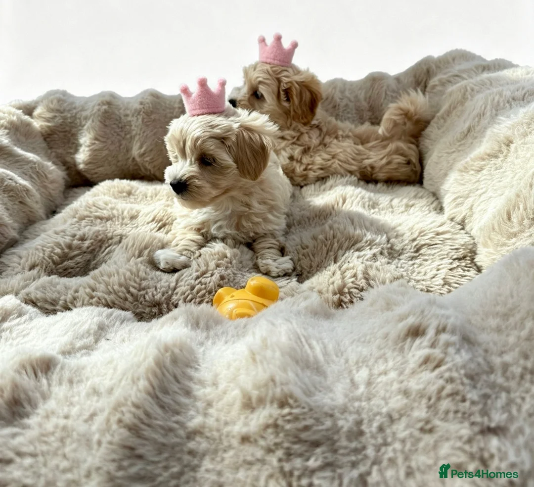 Maltipoo dogs for sale: Maltipoo puppys  - Advert 2