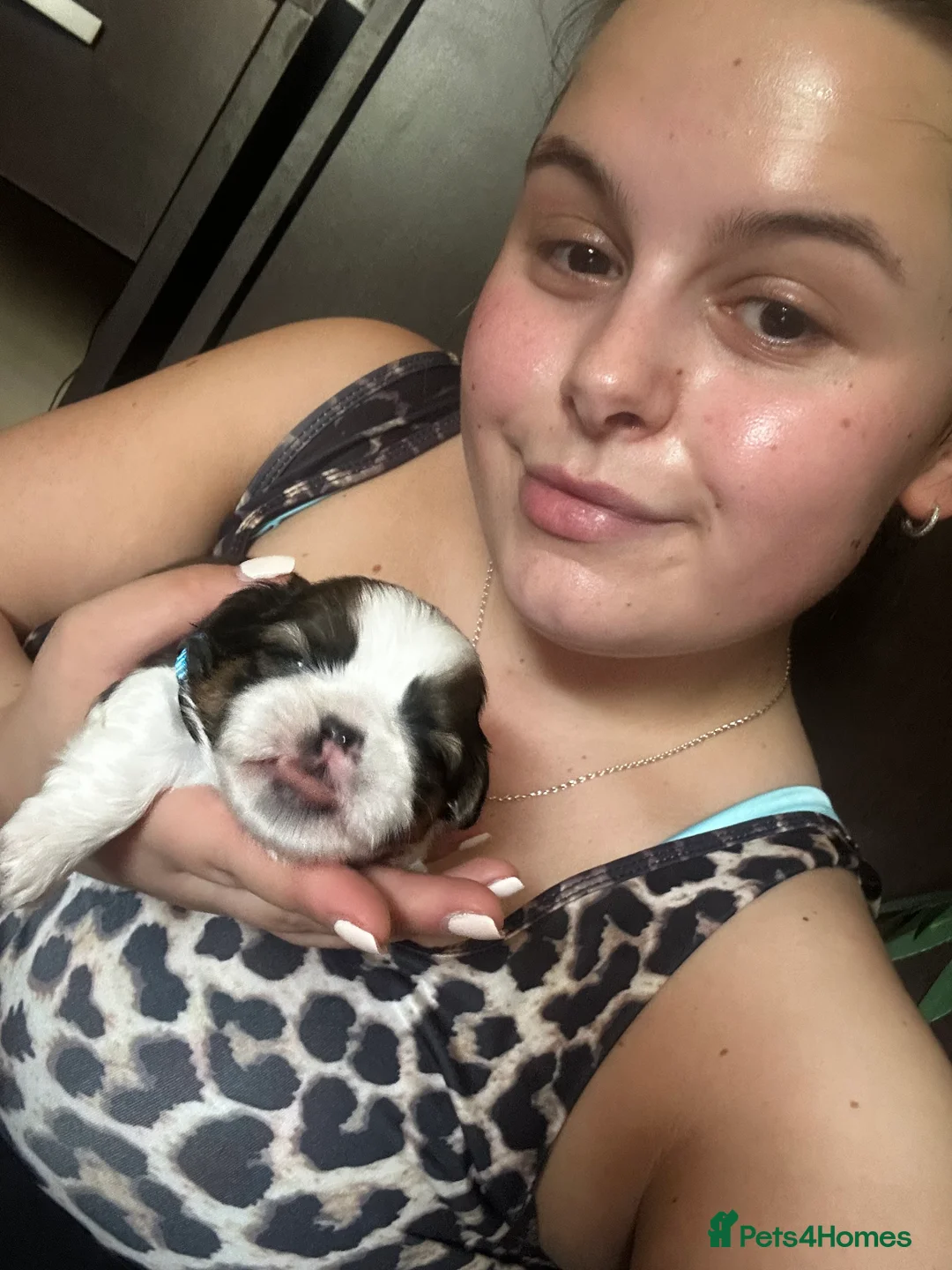 Shih Tzu dogs for sale: Beautiful shih tzu puppies 🥹🐾 - Advert 25