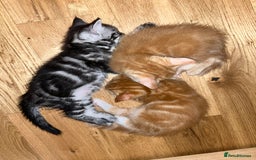 Maine Coon cats for sale: Maine Coon x Domestic Shorthair  - Image 20