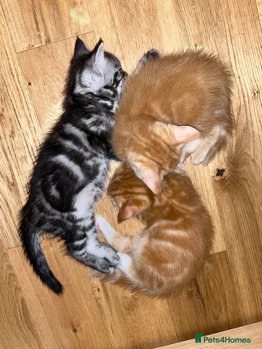 Maine Coon cats for sale: Maine Coon x Domestic Shorthair  - Image 20