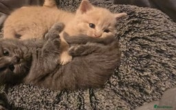 Ragdoll cats for sale: Rag doll x  - Image 2