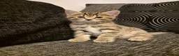 Mixed Breed cats for sale: 2 beautiful kittens for sale! - Advert 5