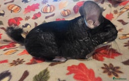 Chinchilla rodents for sale: Black pearl Carriers - Image 20